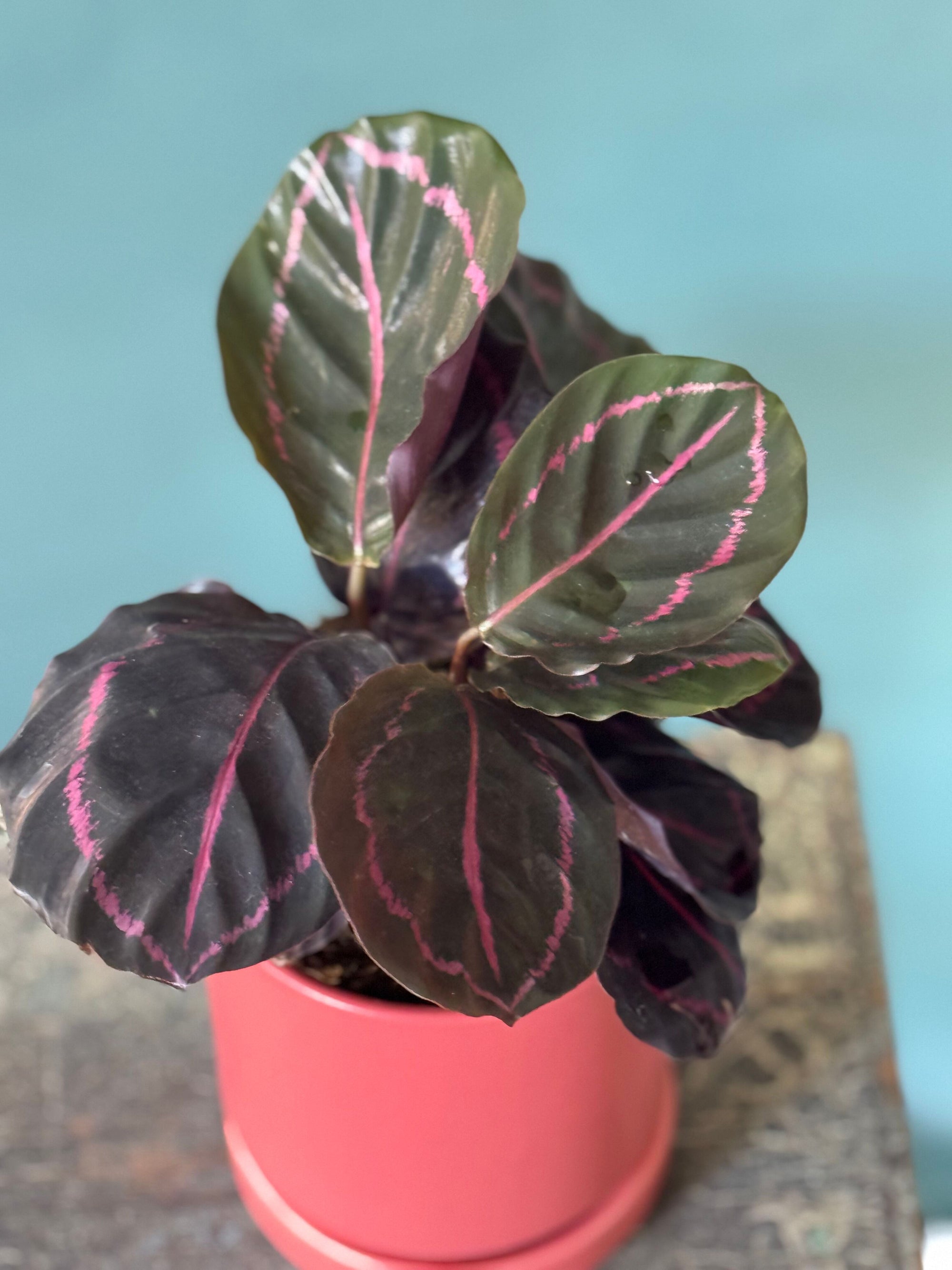 Melon Calathea