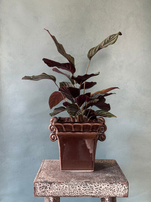 Plum Pinstripe Calathea