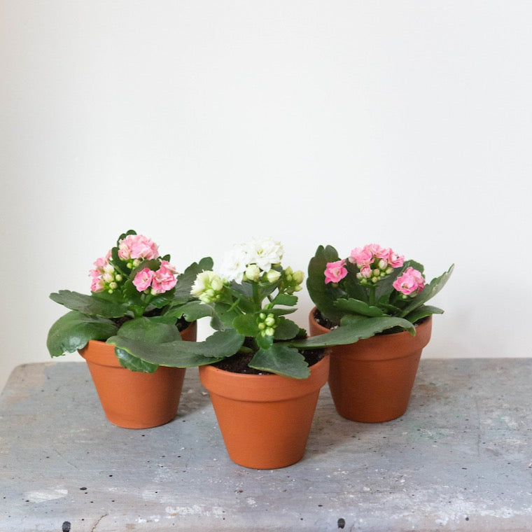 Little Potted Calandiva