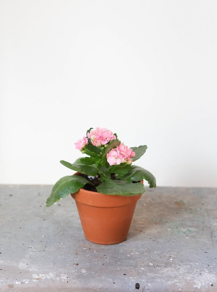 Little Potted Calandiva