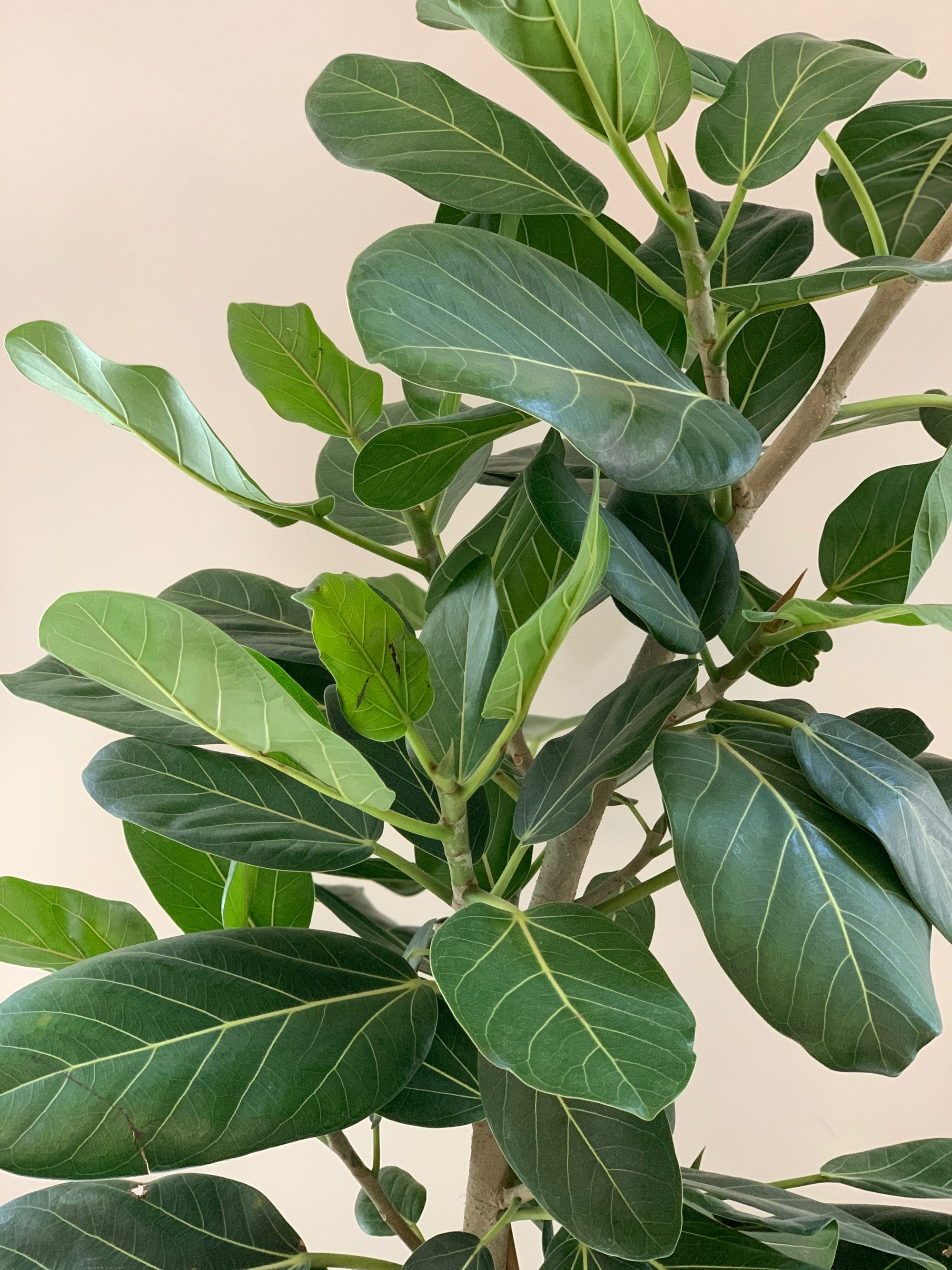 Ficus Audrey Tree, 14in with Aerial Roots