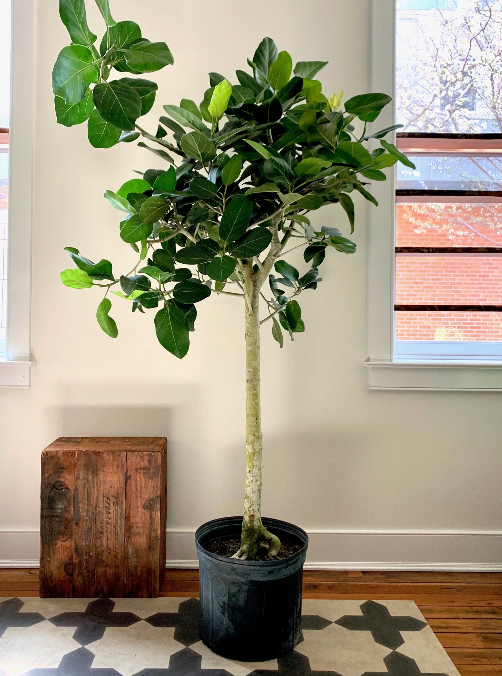 Ficus Audrey Tree, 14in with Aerial Roots