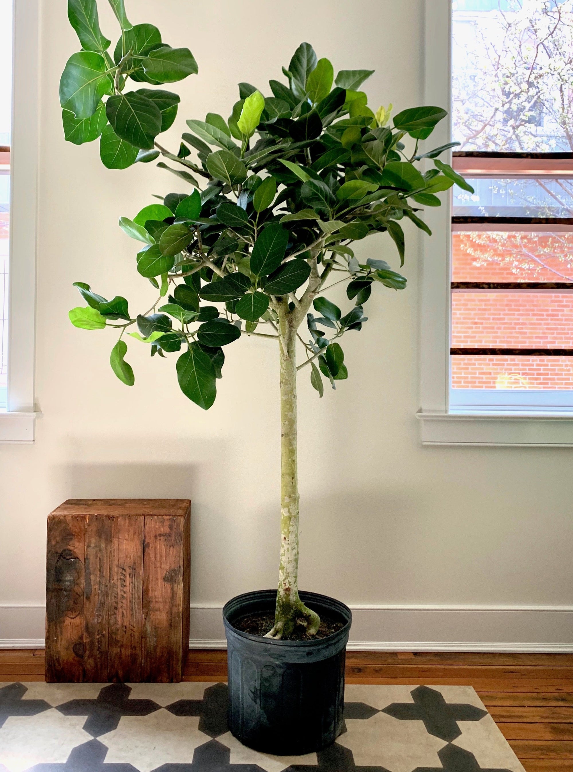 Ficus Audrey Tree, 14in with Aerial Roots