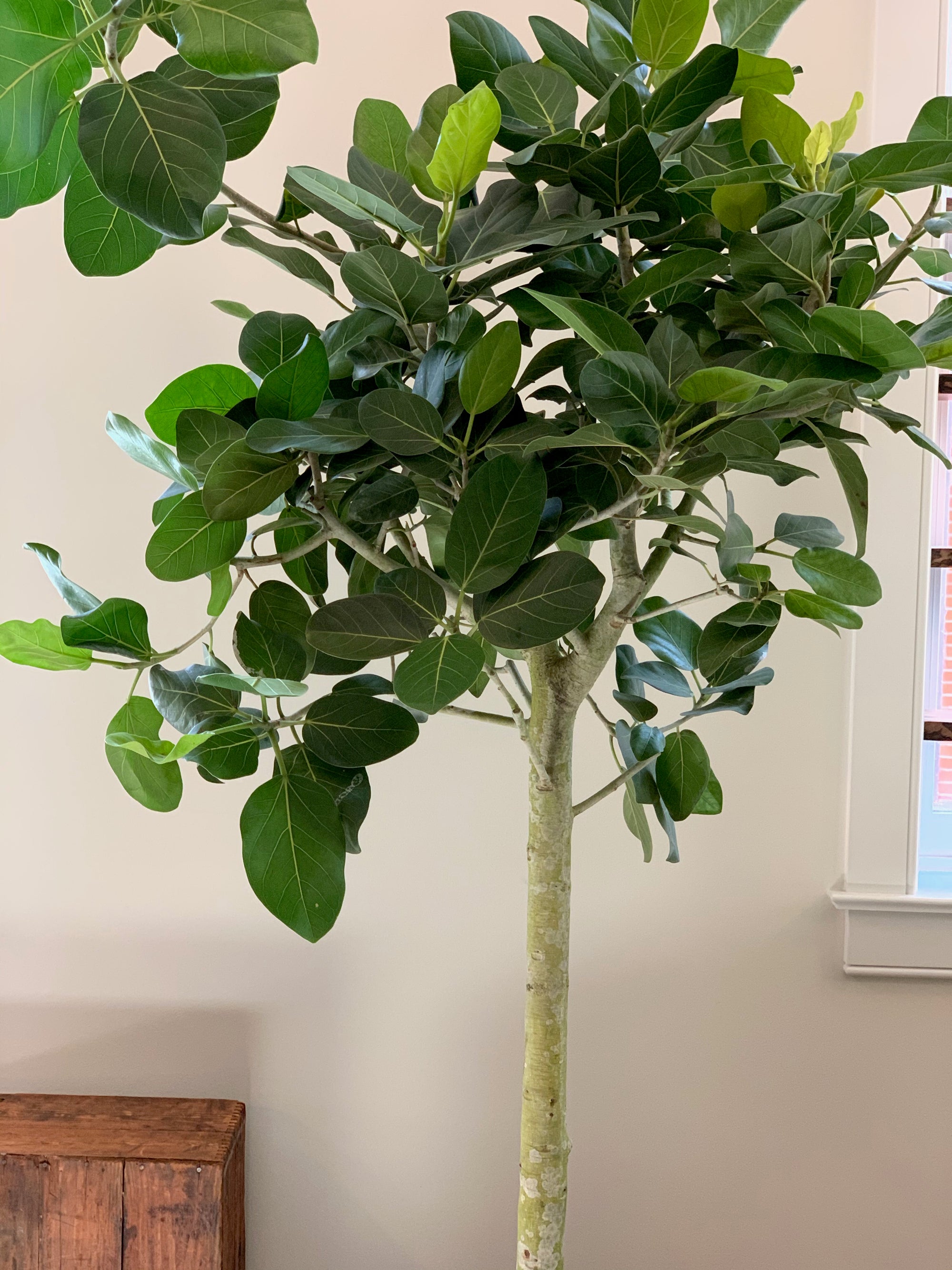 Ficus Audrey Tree, 14in with Aerial Roots
