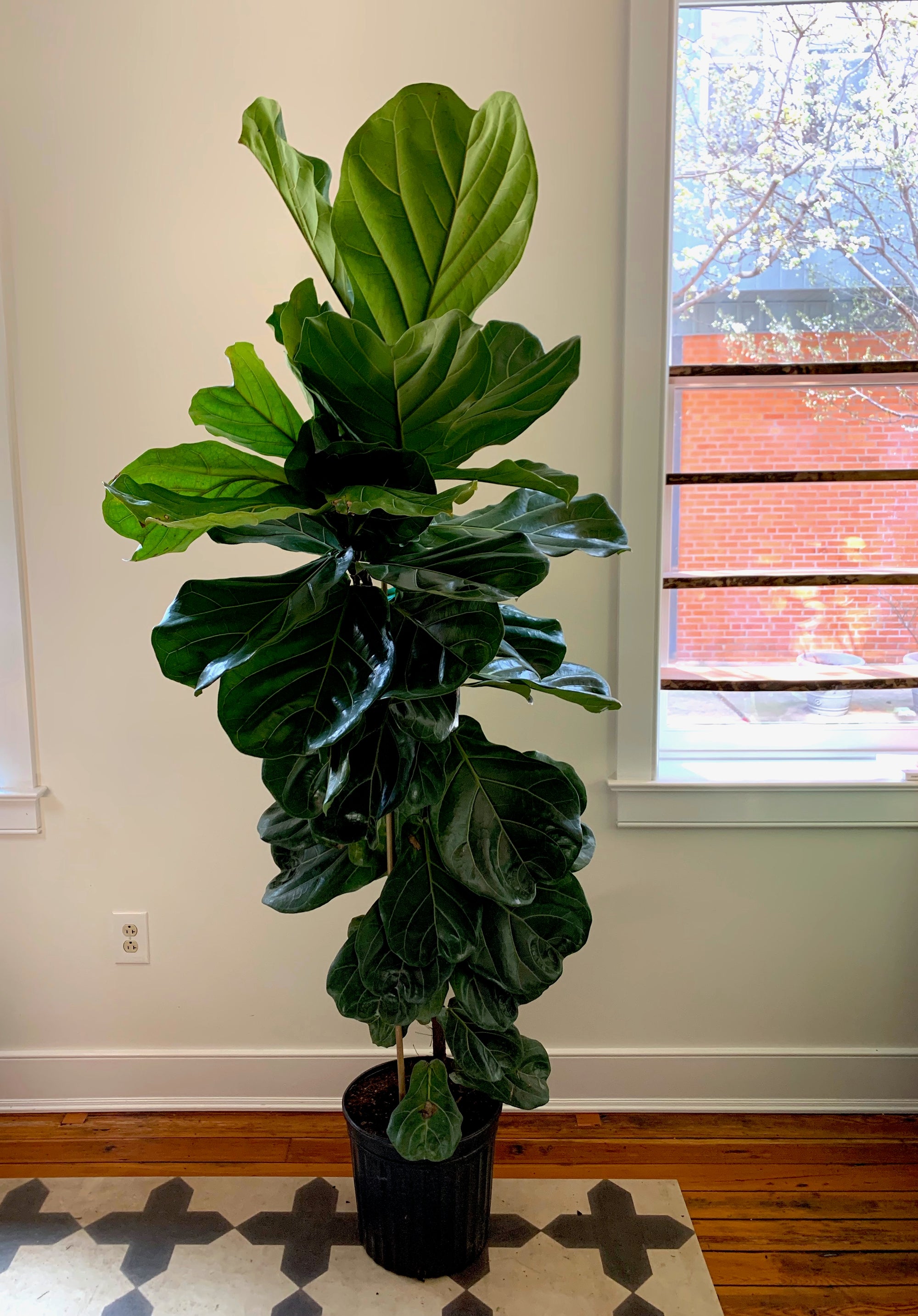 Fiddle Leaf Fig Column, 12in.