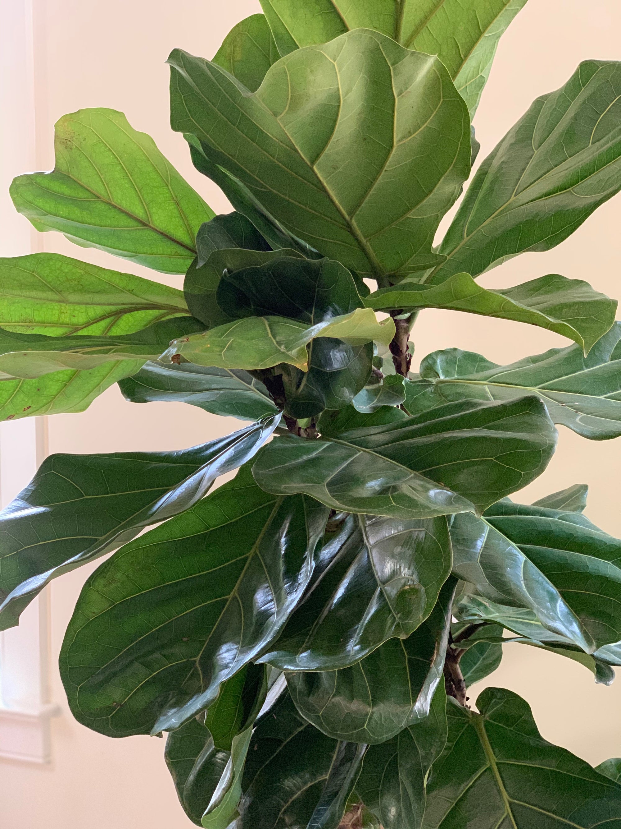 Fiddle Leaf Fig Column, 12in.