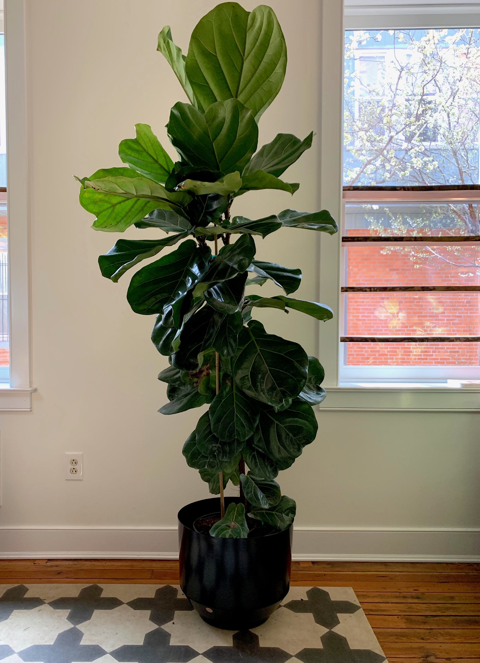 Fiddle Leaf Fig Column, 12in.