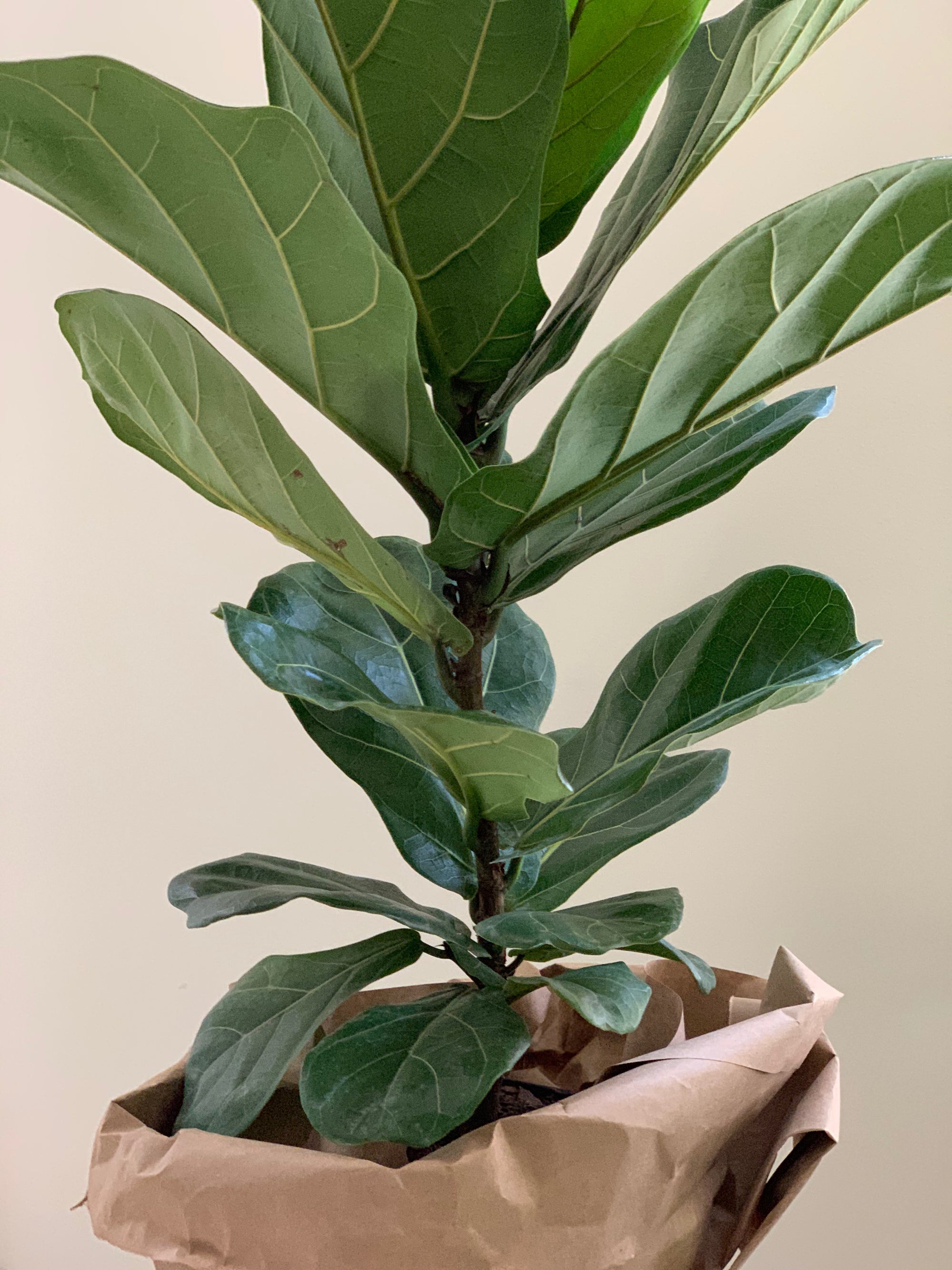 A fiddle leaf fig or ficus lyrata wrapped in paper