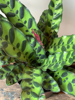 Calathea Lancifolia, 6in.