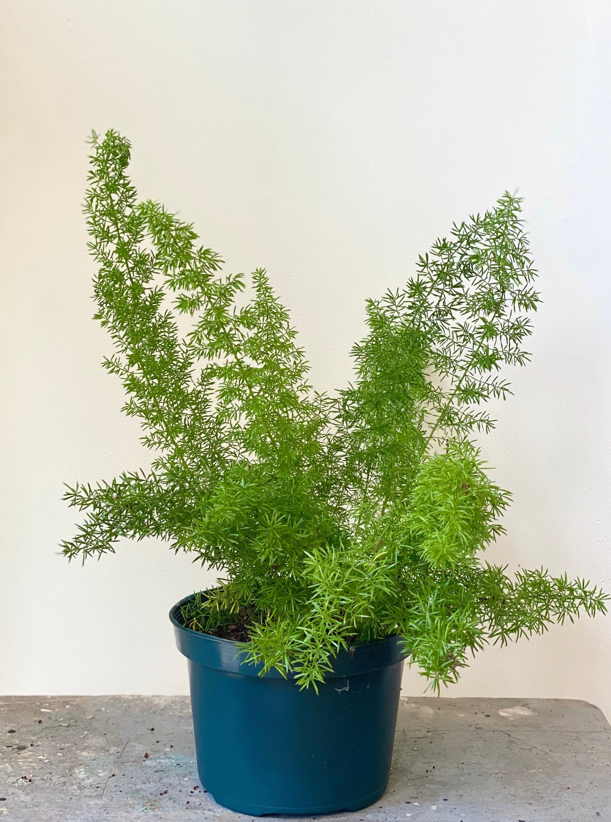 Foxtail Fern, 6in