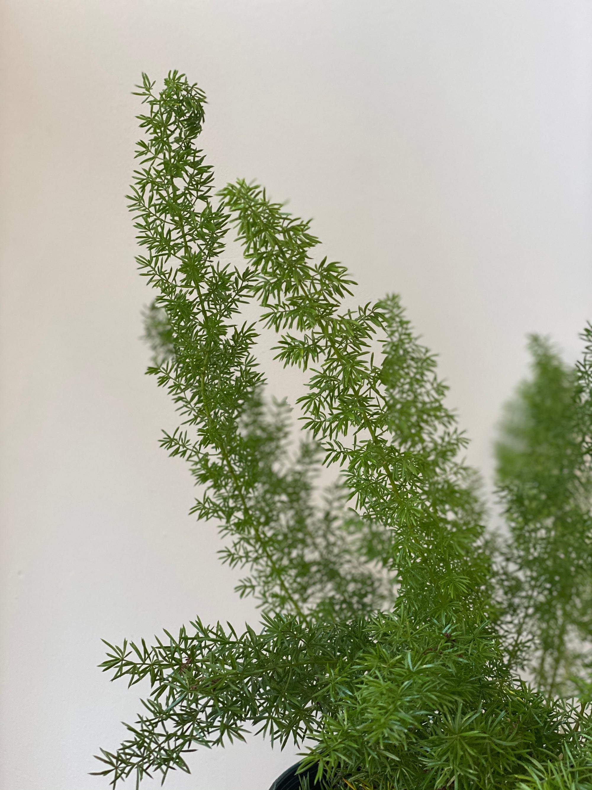 Foxtail Fern, 6in