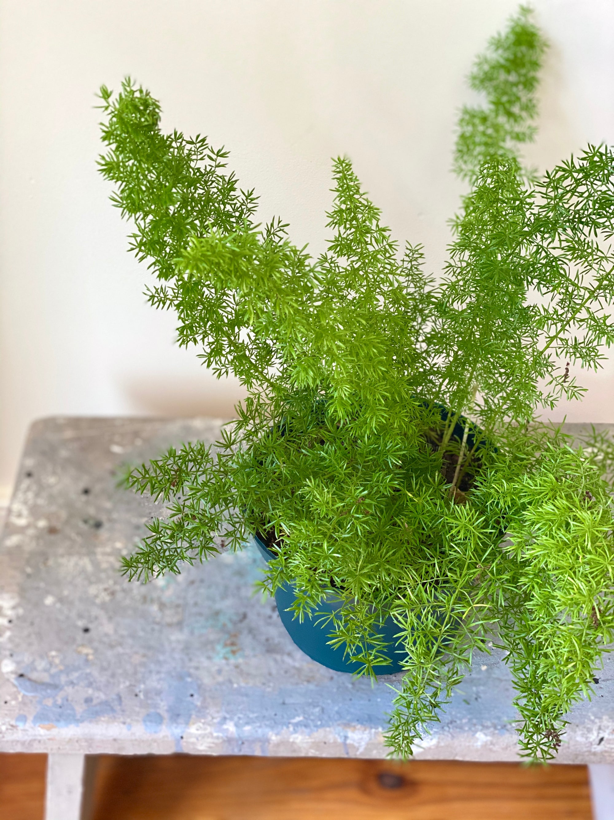 Foxtail Fern, 6in