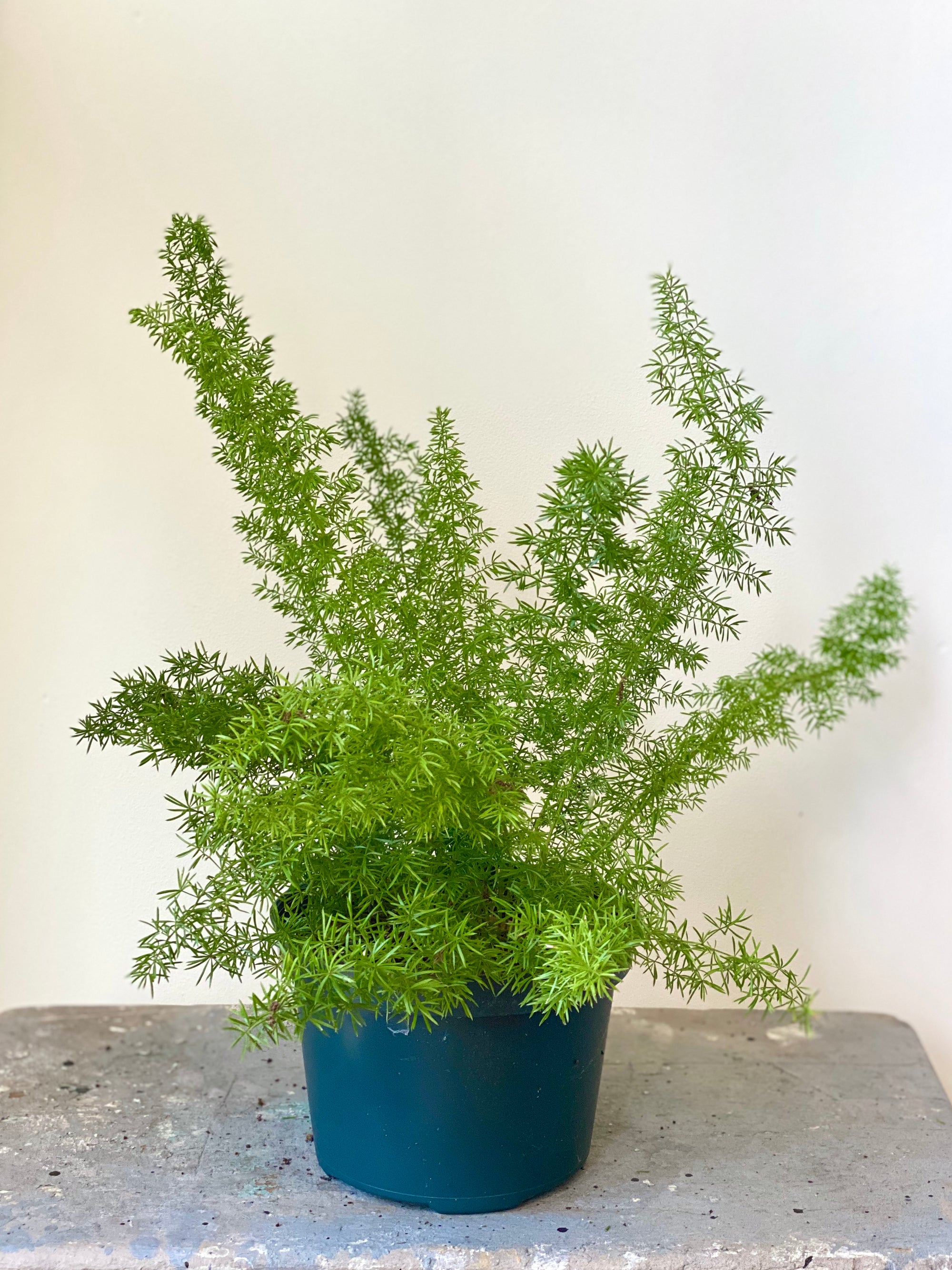 Foxtail Fern, 6in