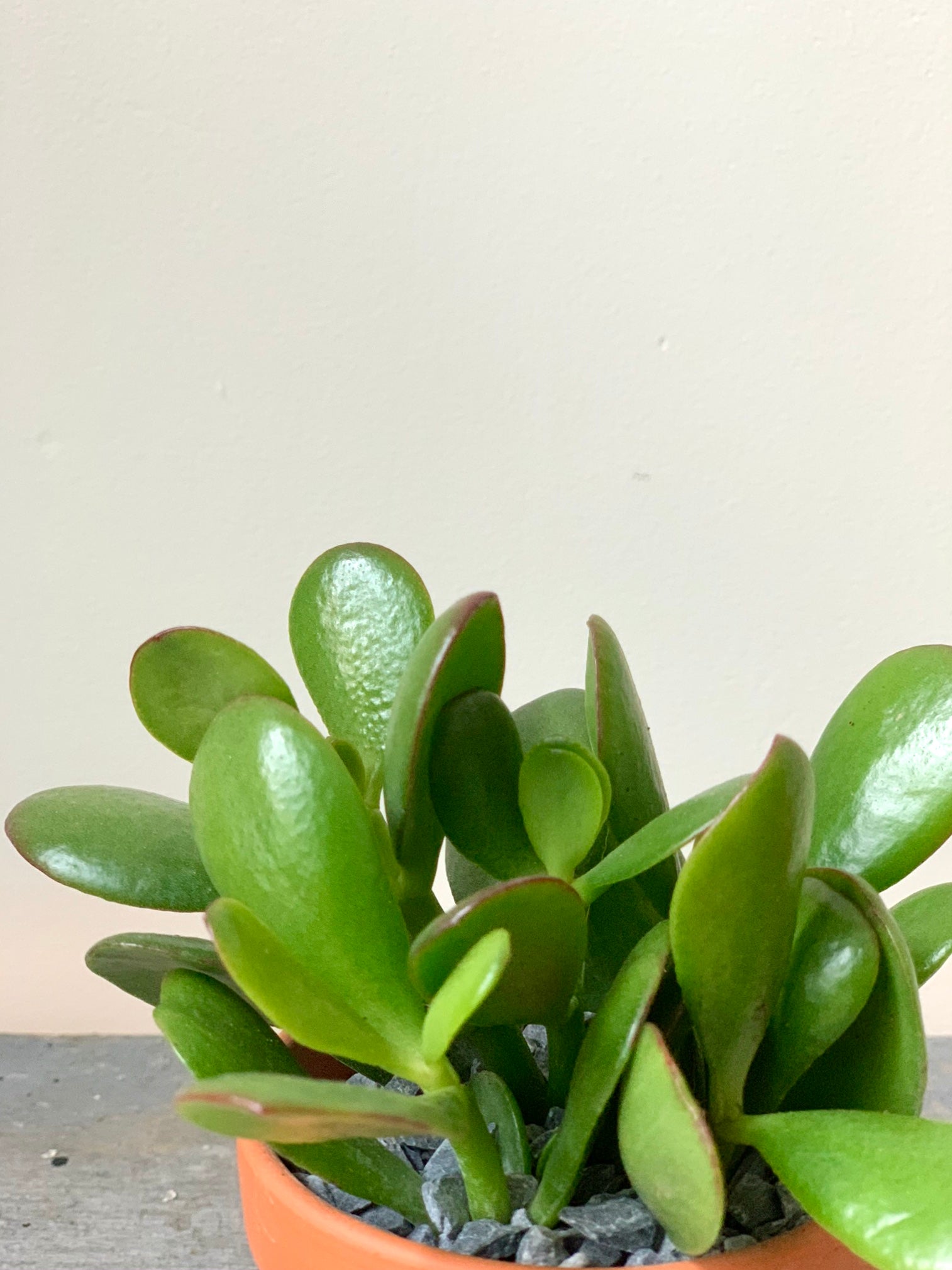 Mini Jade, 2in.