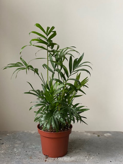 Parlor Palm, 4in.