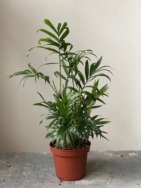 Parlor Palm, 4in.