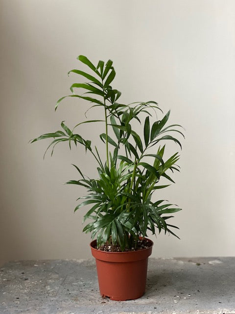 Parlor Palm, 4in.