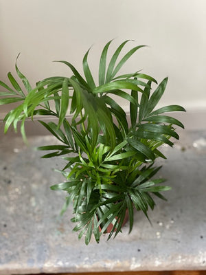 Parlor Palm, 4in.