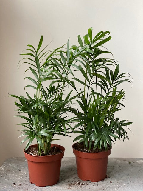 Parlor Palm, 4in.