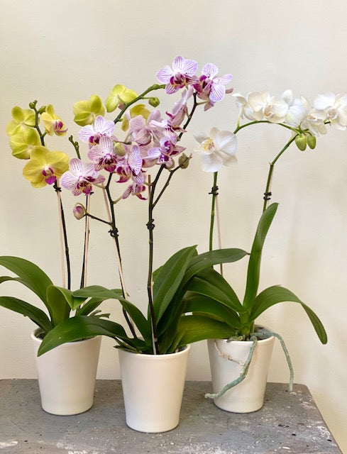 Moth Orchid