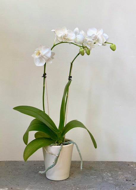 Moth Orchid