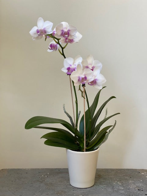 Moth Orchid