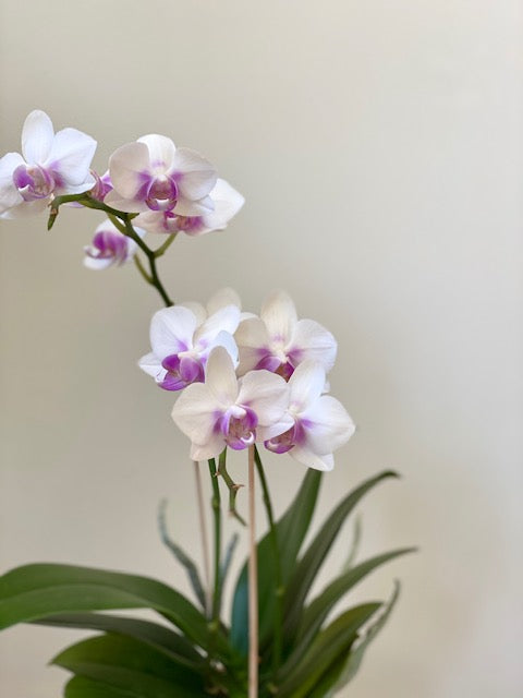 Moth Orchid