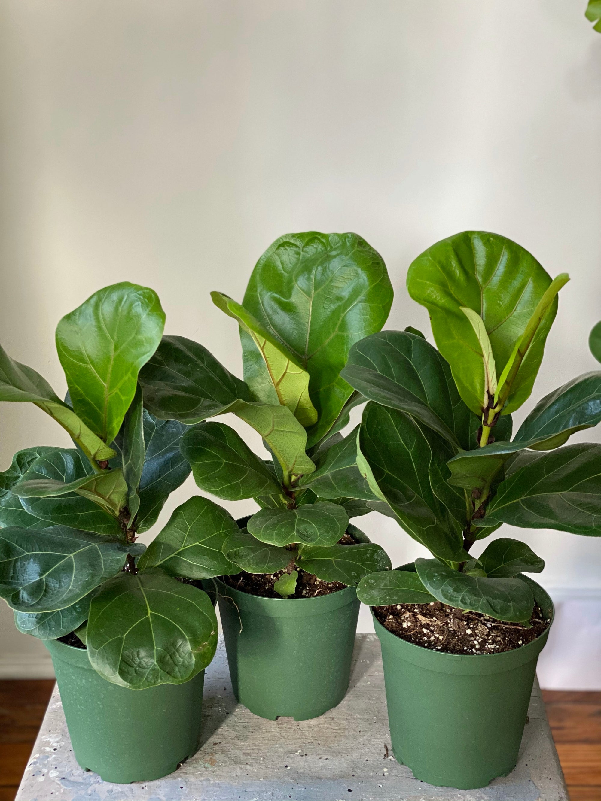 Fiddle Leaf Fig Column, 6in.