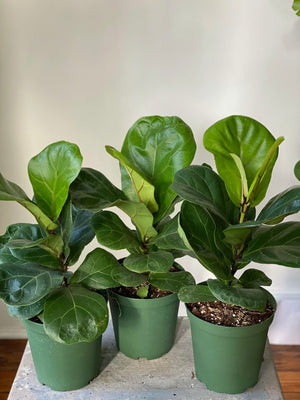 Fiddle Leaf Fig Column, 6in.