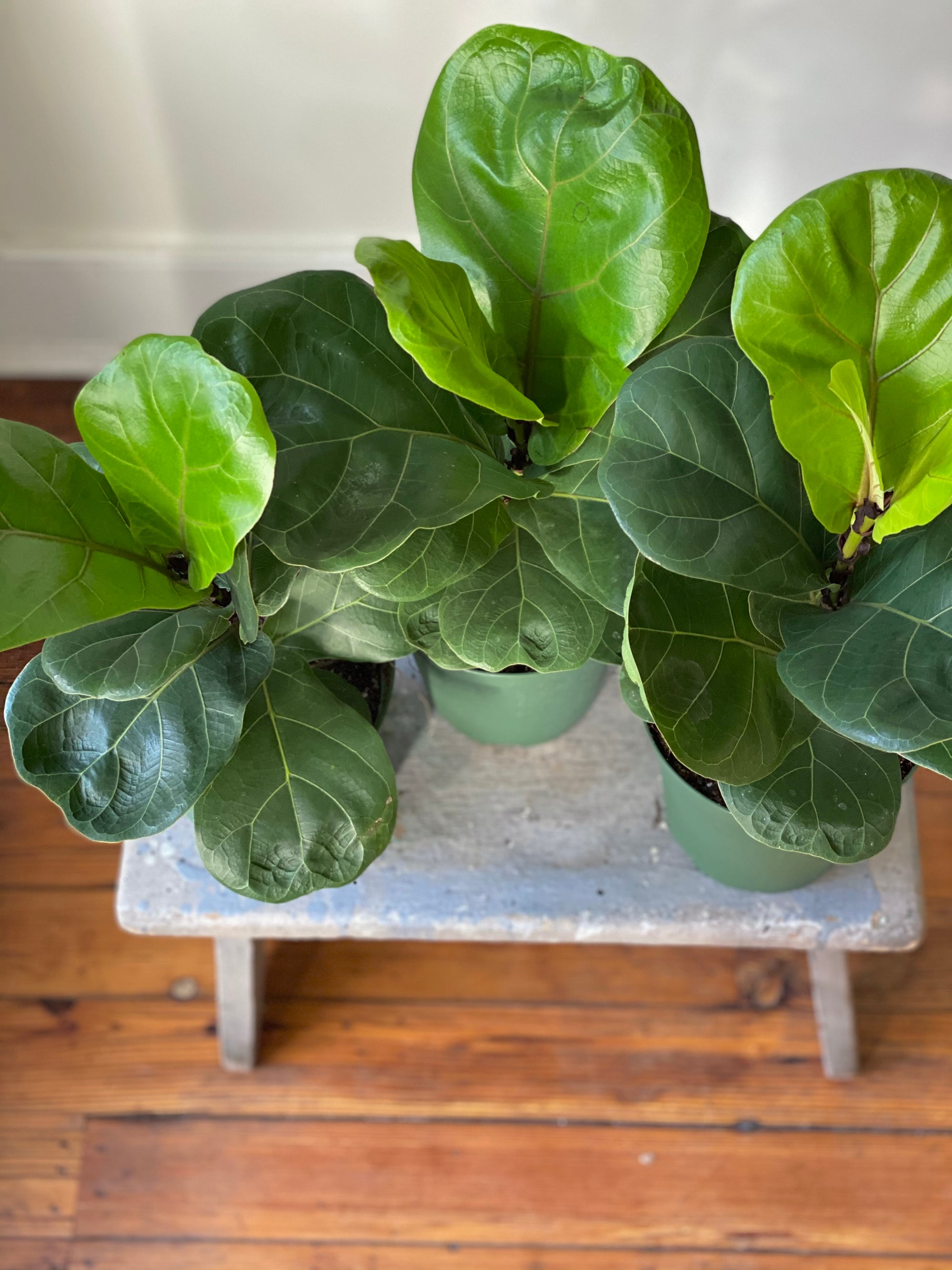 Fiddle Leaf Fig Column, 6in.