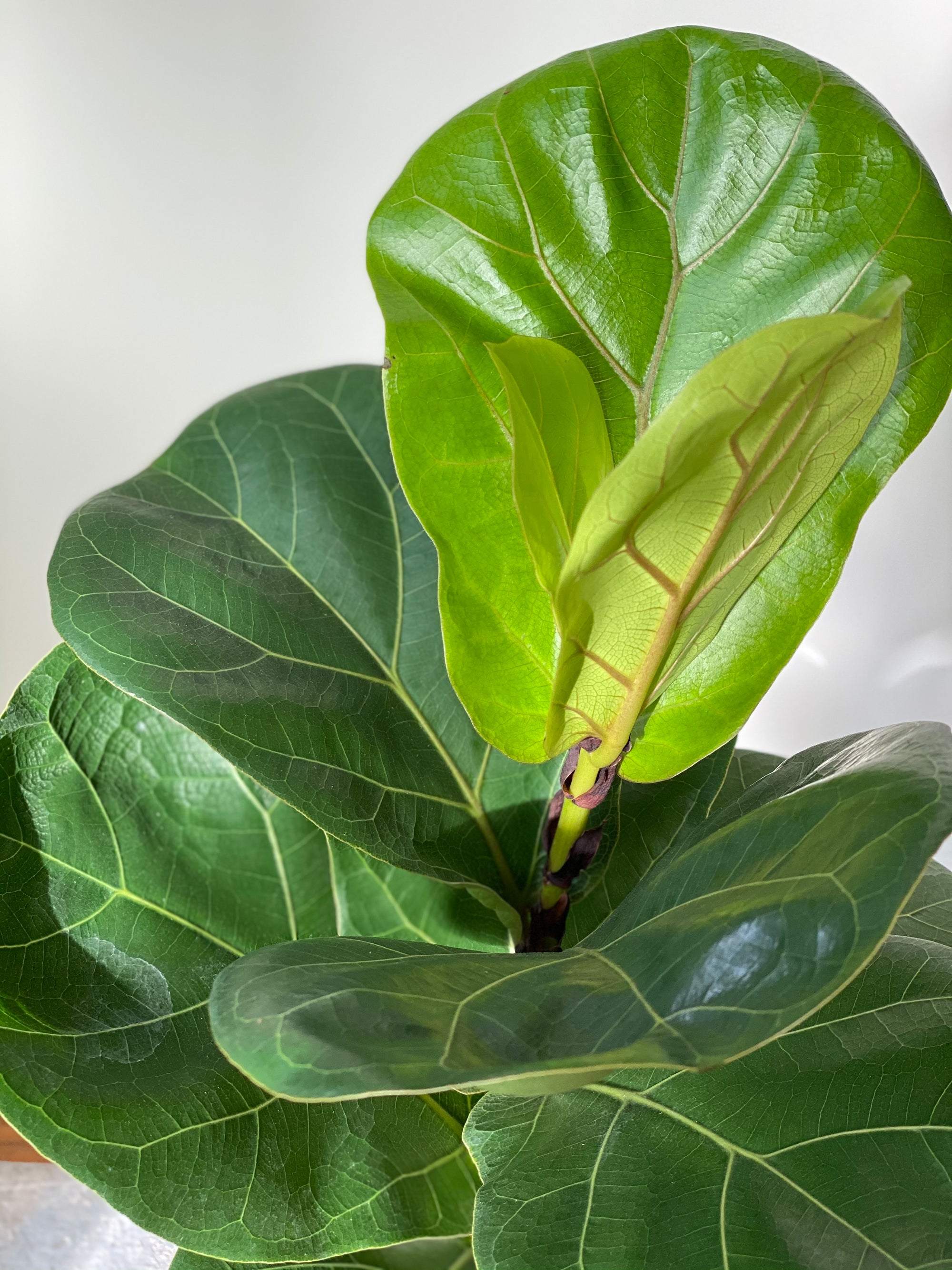 Fiddle Leaf Fig Column, 6in.