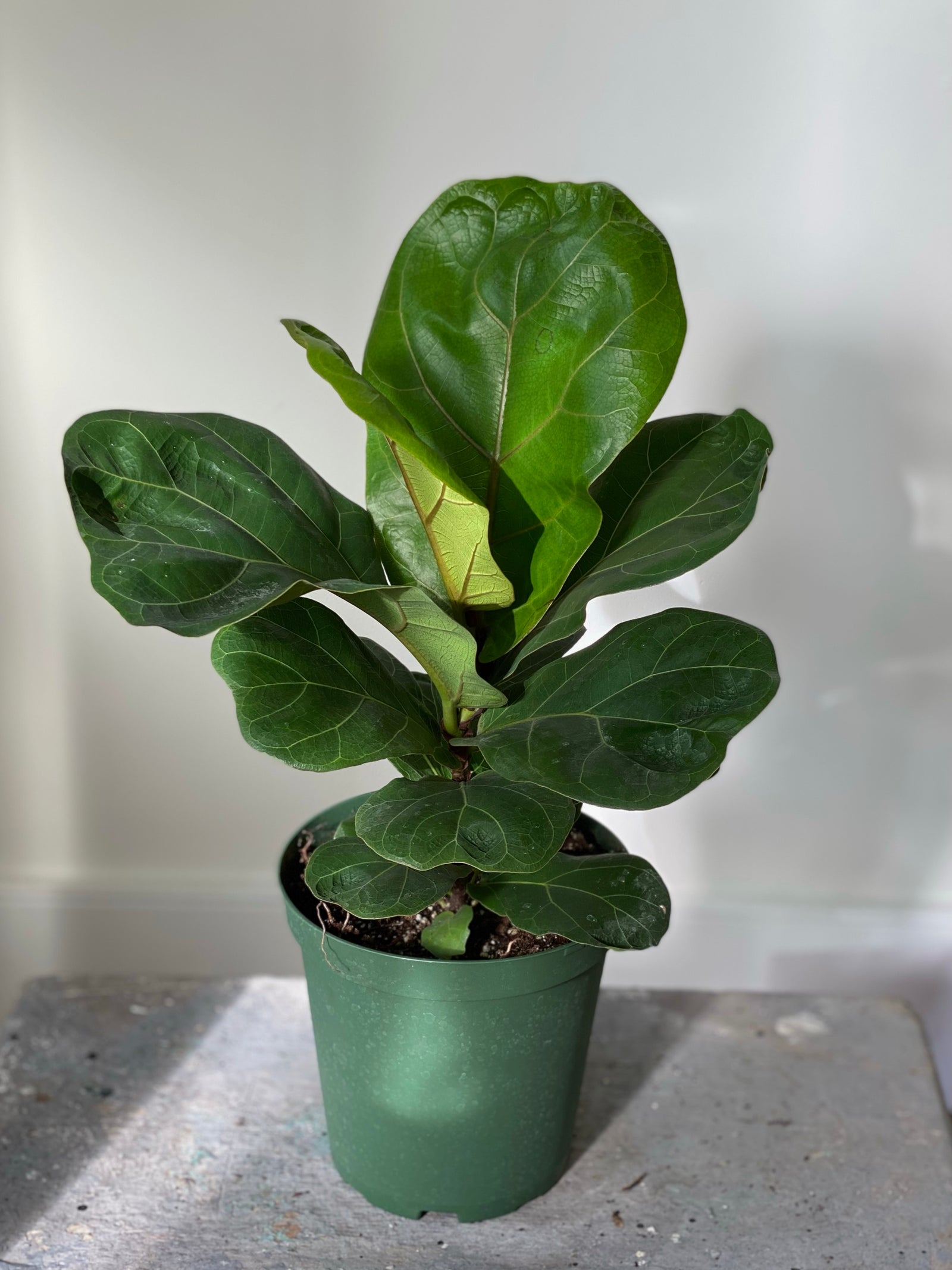 Fiddle Leaf Fig Column, 6in.