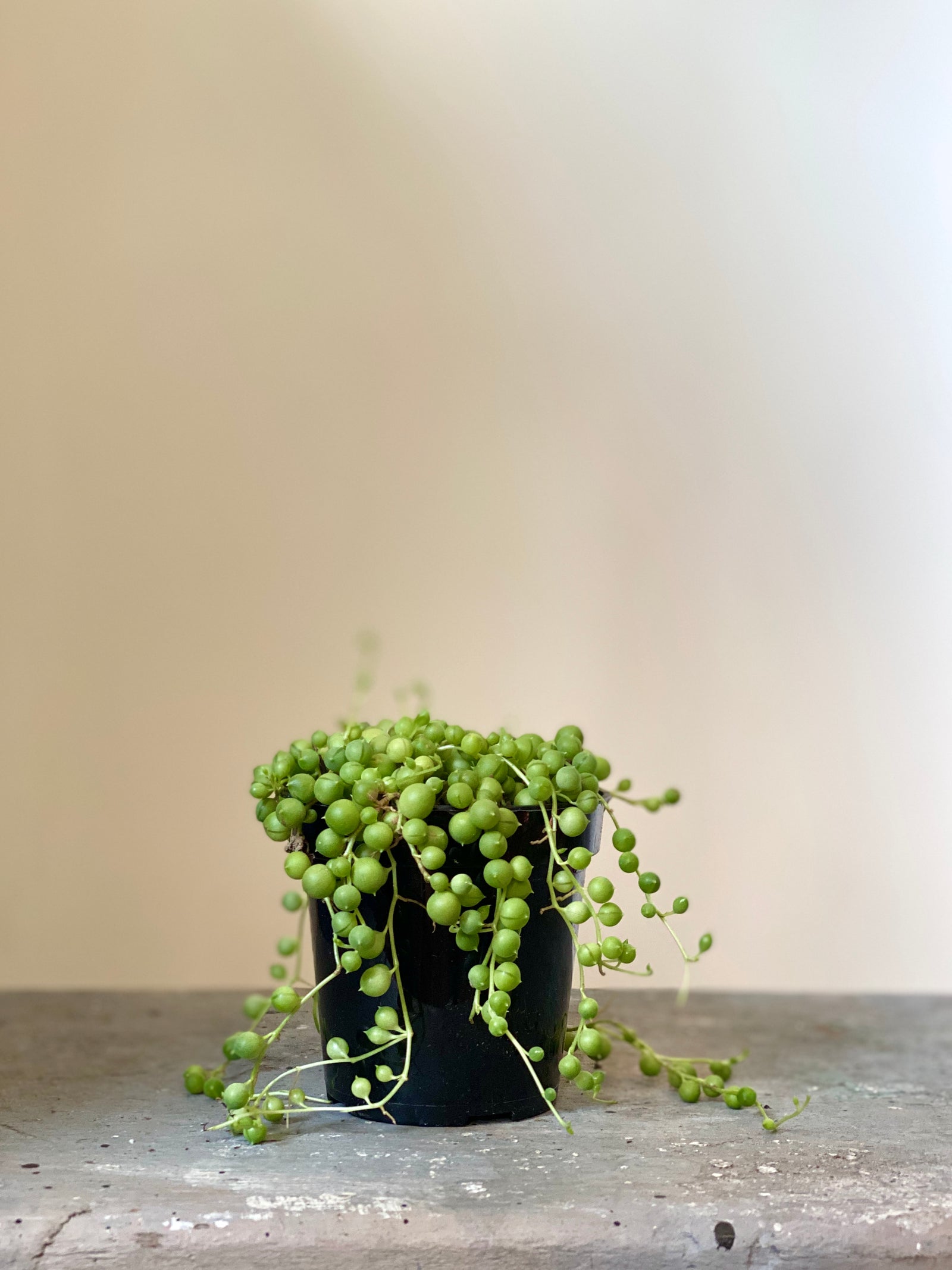 String of Pearls, 4in