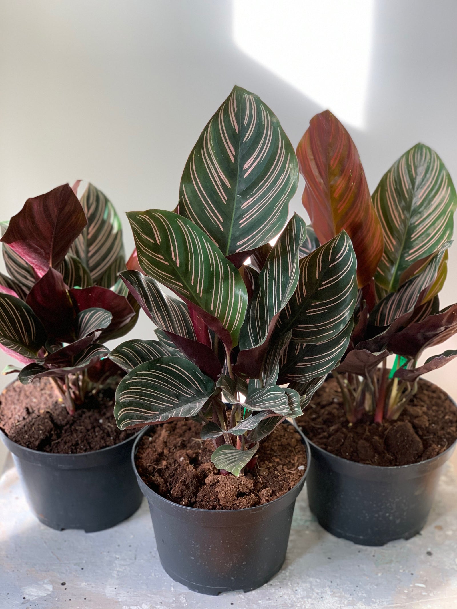 Calathea Ornata, 6in.