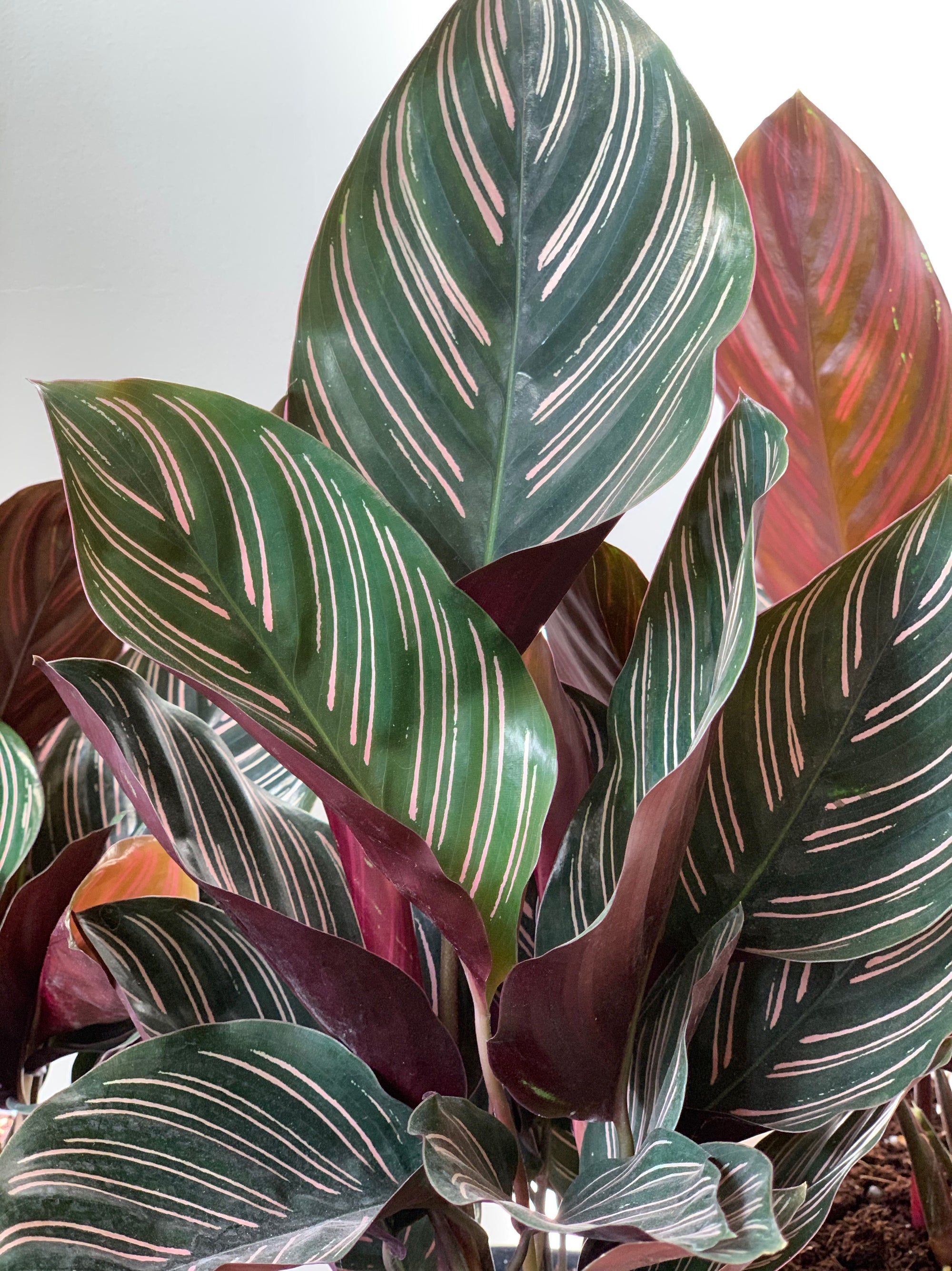 Calathea Ornata, 6in.