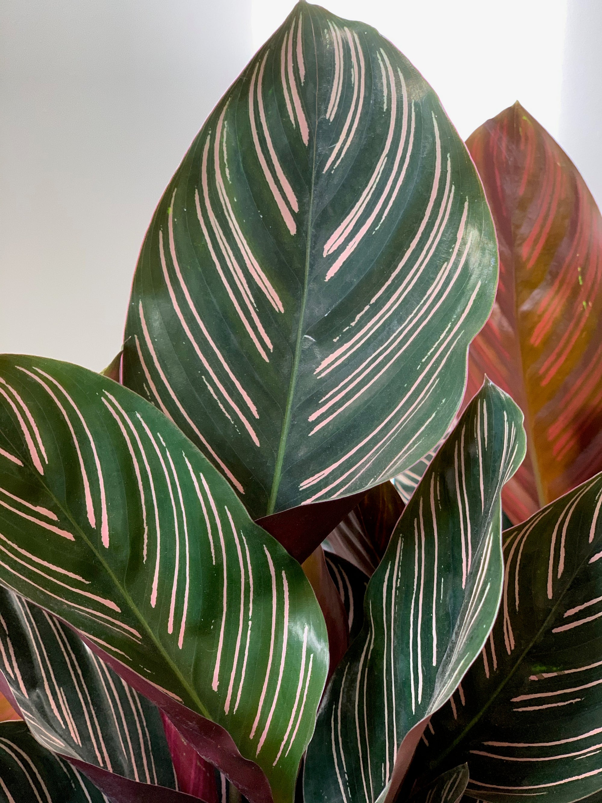 Calathea Ornata, 6in.