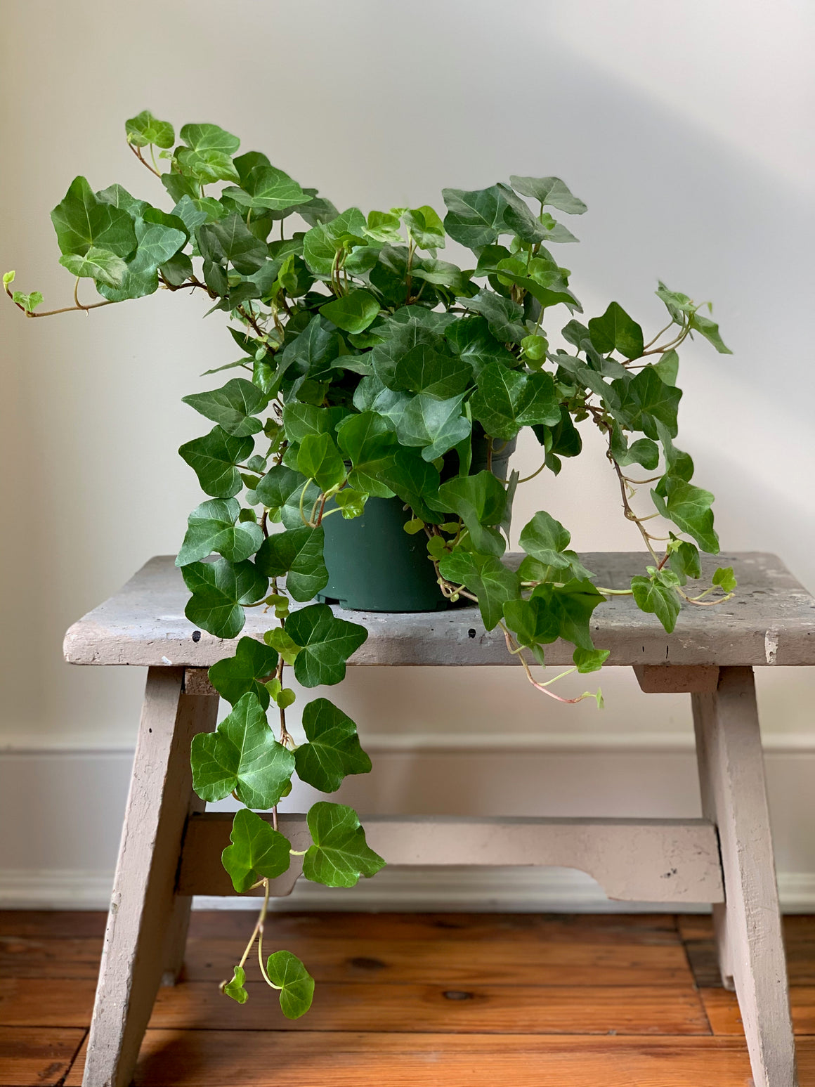 English Ivy, 6in.