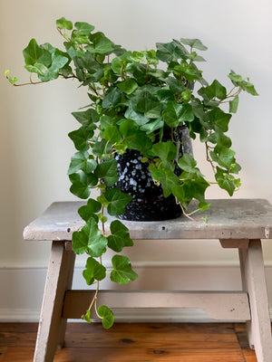 English Ivy, 6in.
