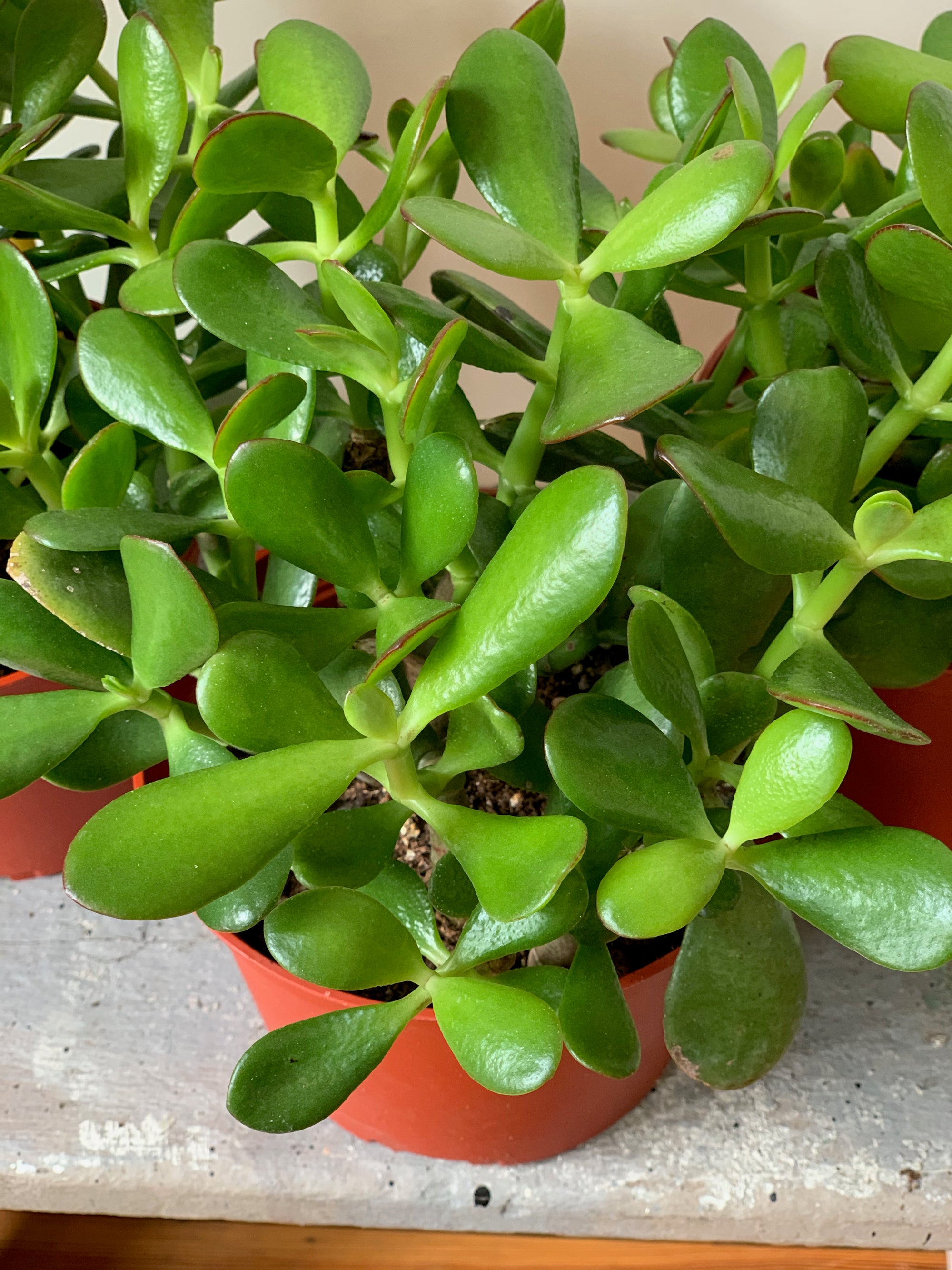 Jade, 6in.