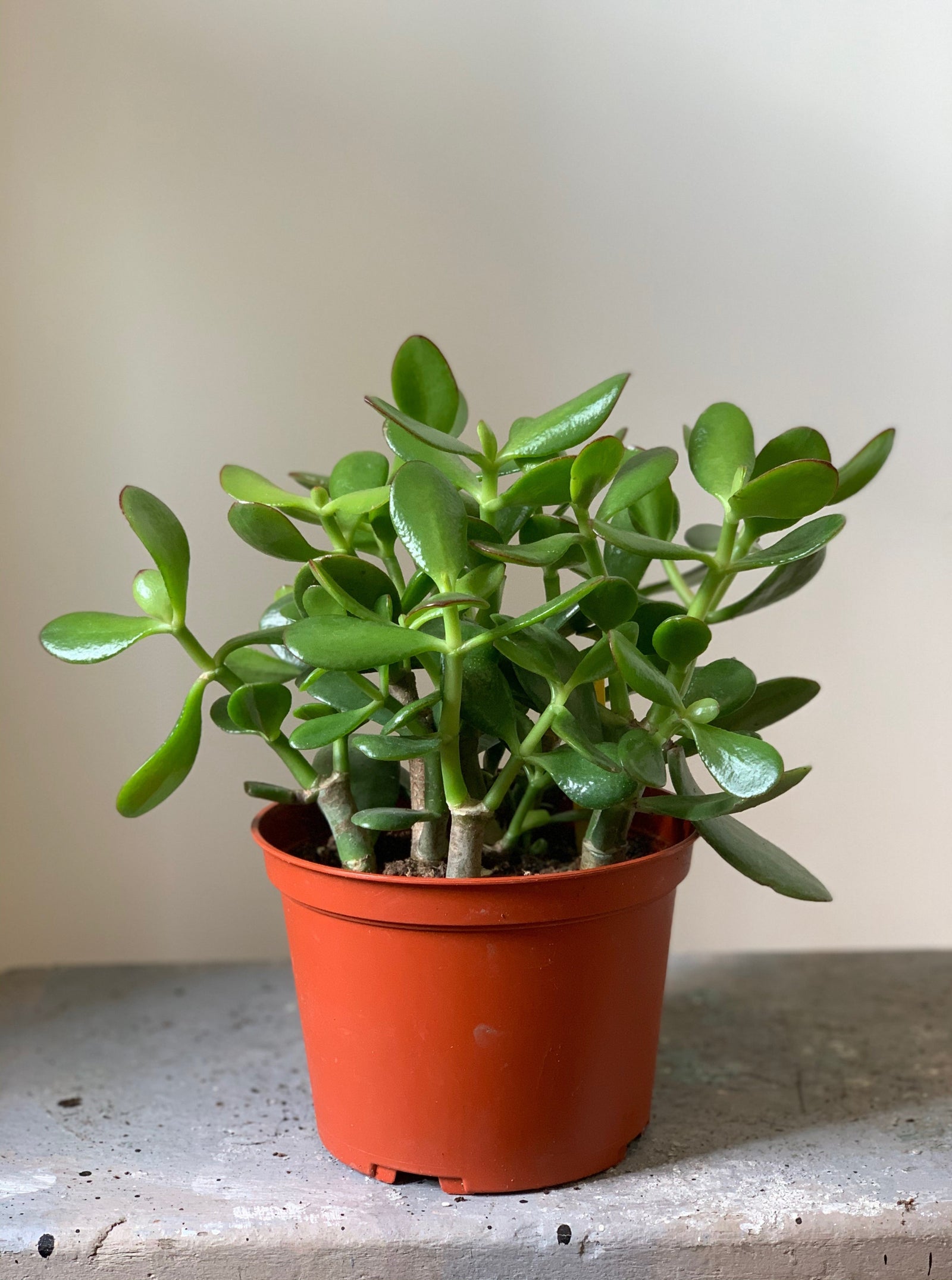 Jade, 6in.
