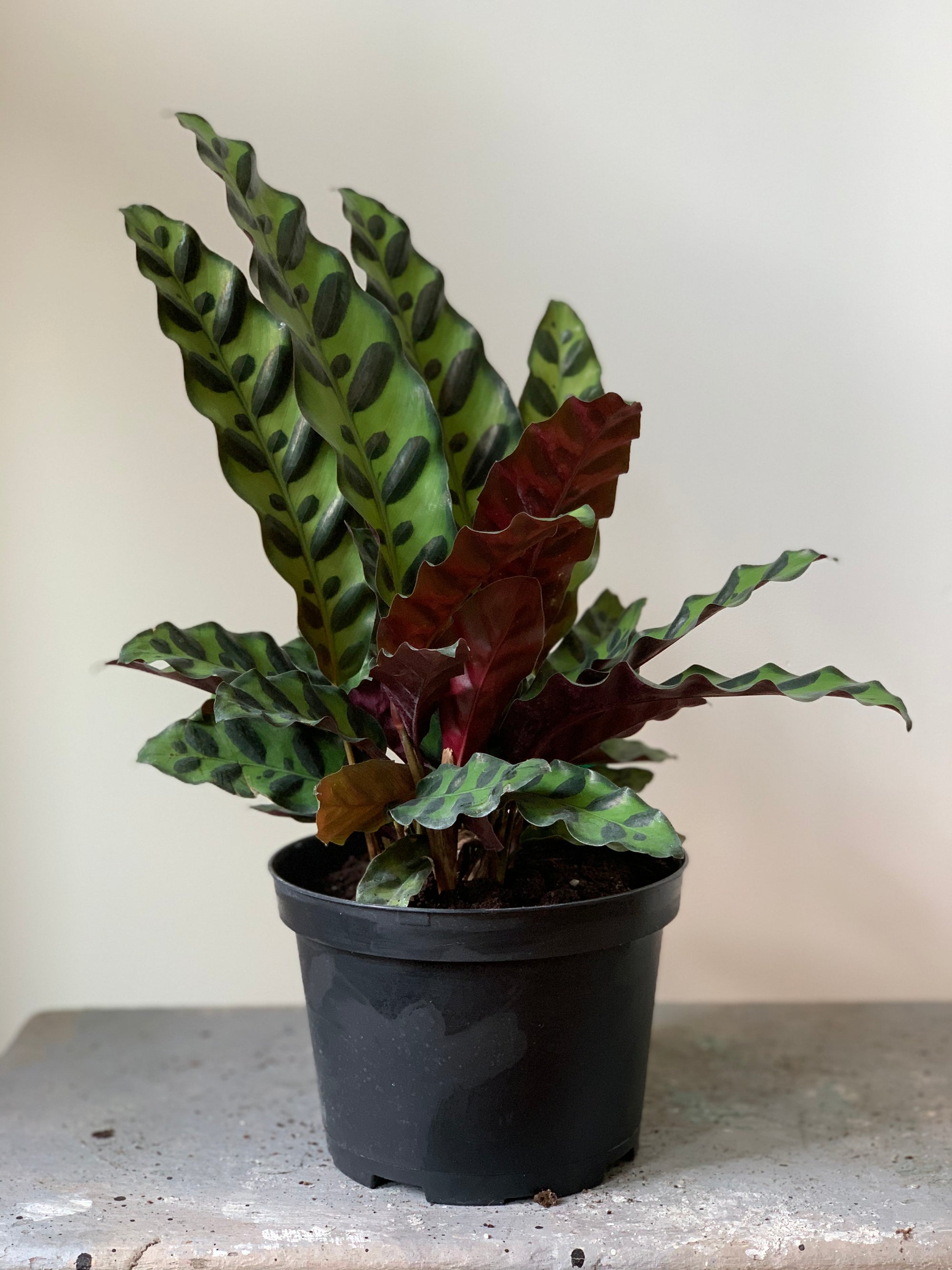 Calathea Lancifolia, 6in.