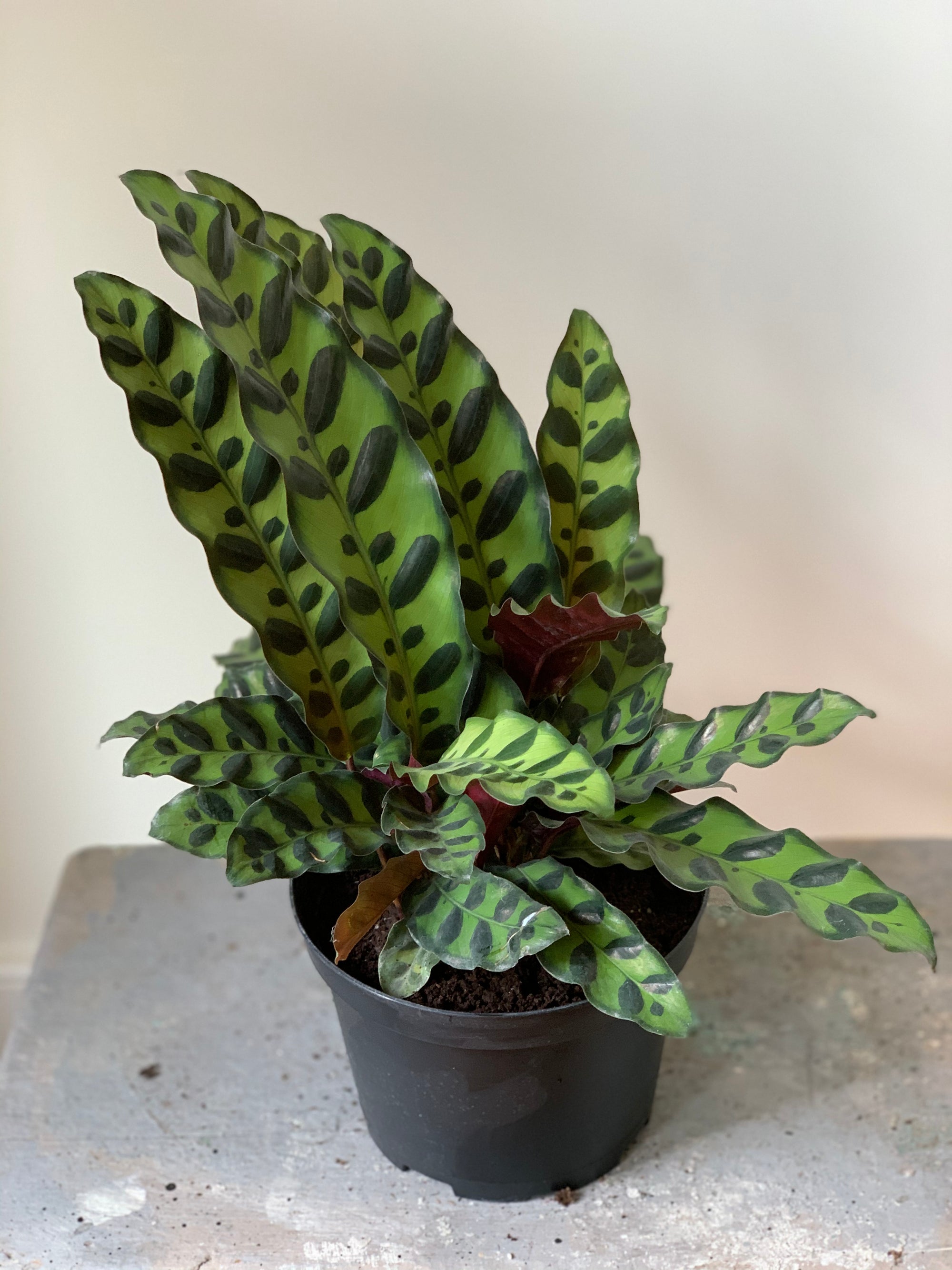 Calathea Lancifolia, 6in.