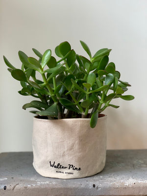 Jade, 6in.
