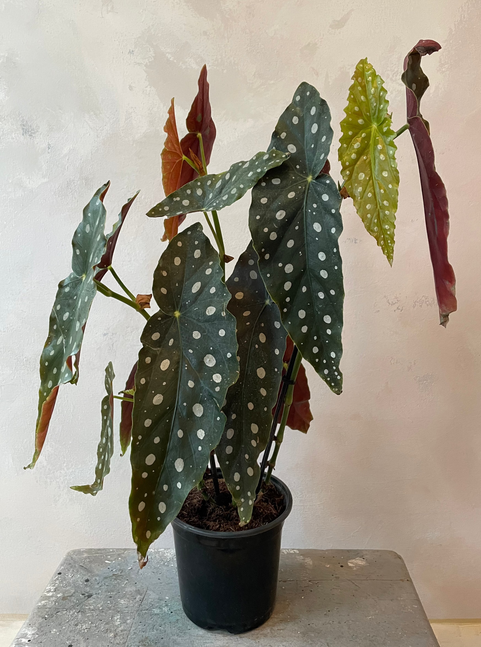 Polka Dot Begonia, 4in