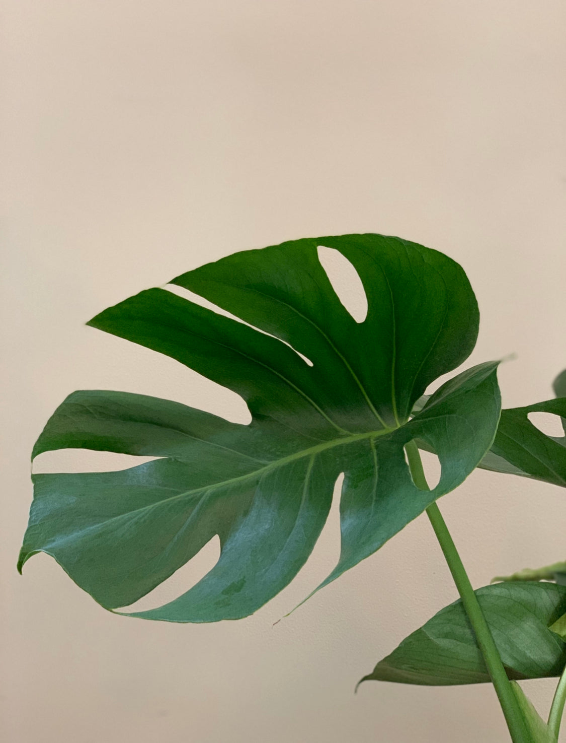 Monstera Deliciosa, 10in