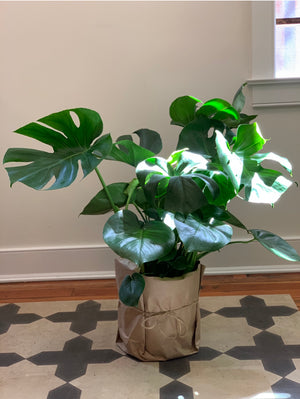 Monstera Deliciosa, 10in