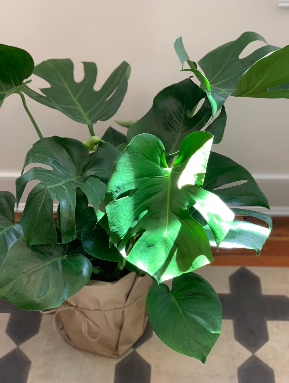 Monstera Deliciosa, 10in