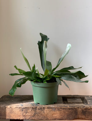 Staghorn Fern, 6in.