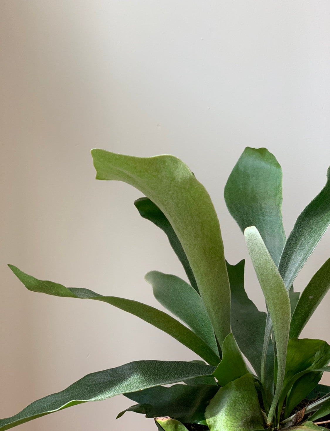 Staghorn Fern, 6in.