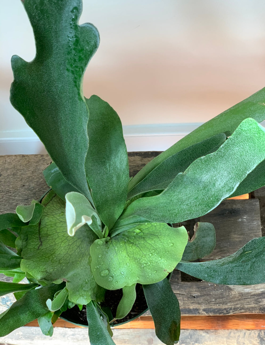 Staghorn Fern, 6in.